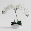 Compozitie florala ORCHIDIS