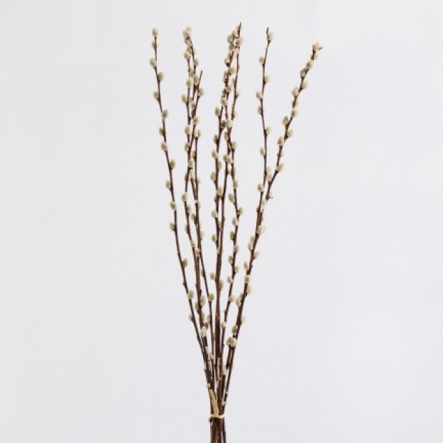 Buchet decorativ CATKINO