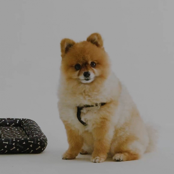 Accesoriu pentru animale Teo